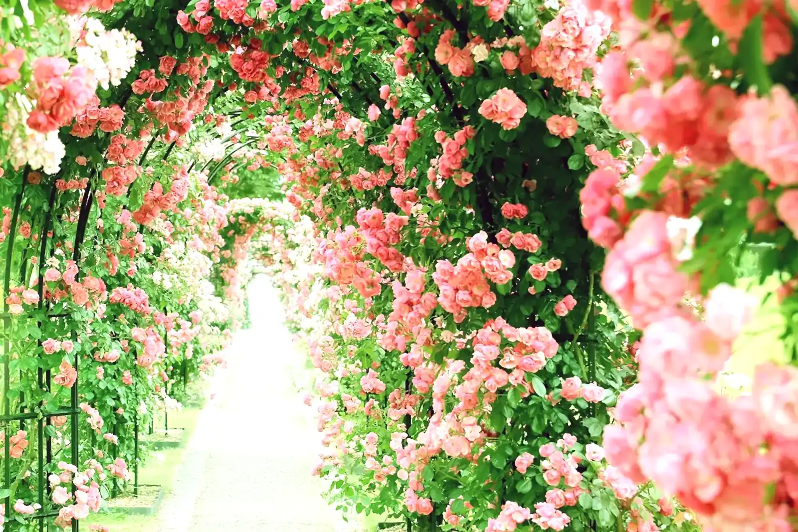 Арка из роз в загородном доме