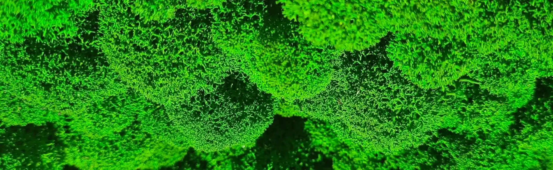 Стабилизированный мох